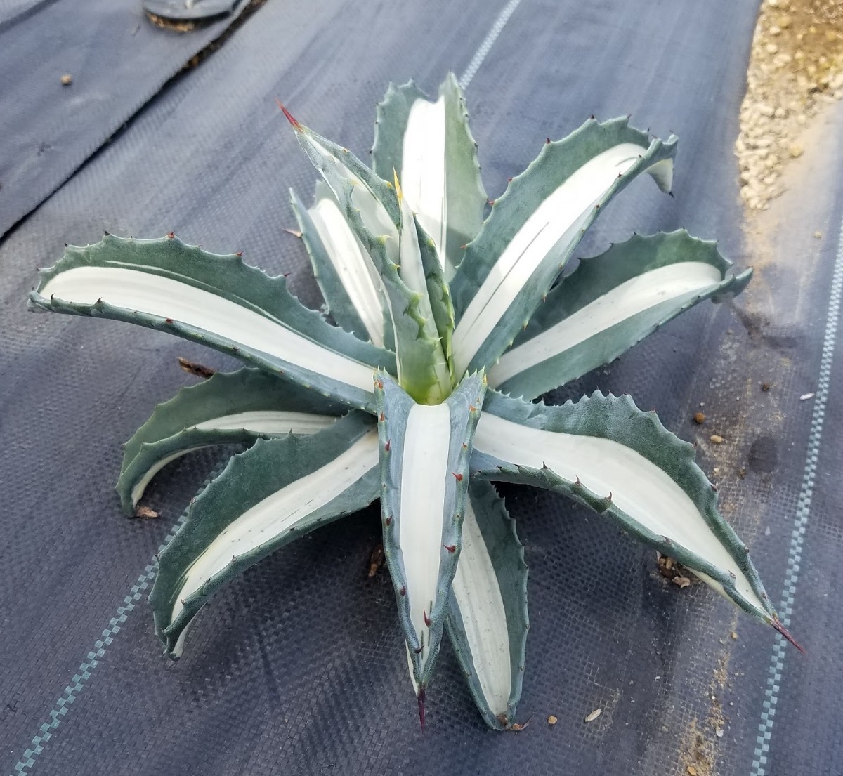 アガベ】アメリカーナ華厳 メディオピクタ 大株 （アガベ アメリカーナ  