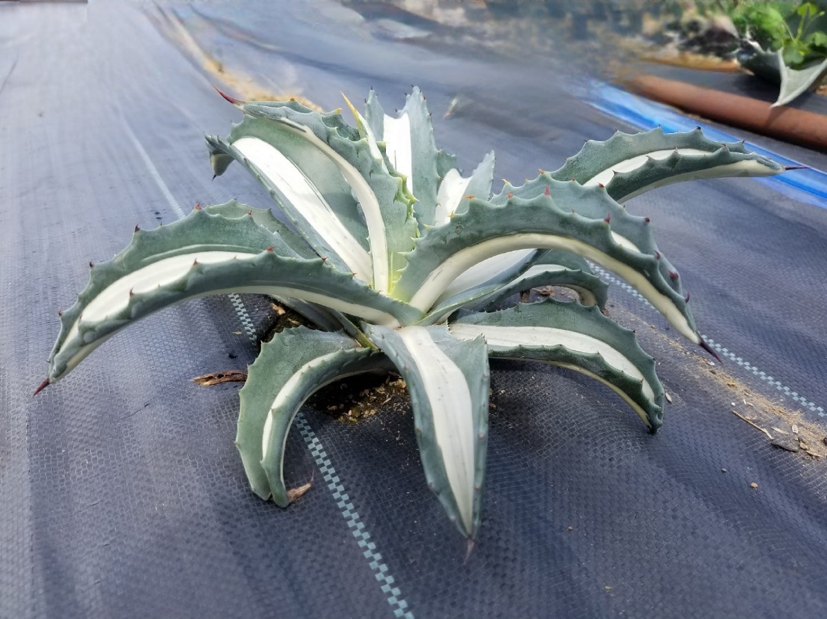 大株特選 アガベ アメリカーナ 華厳 白中斑 agave メディオピクタ 