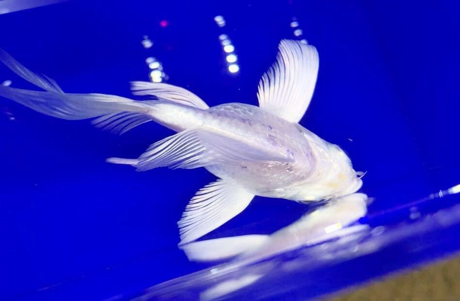 ヒレナガ鯉5匹保証あり　配送用 aquaspot-m_10001207