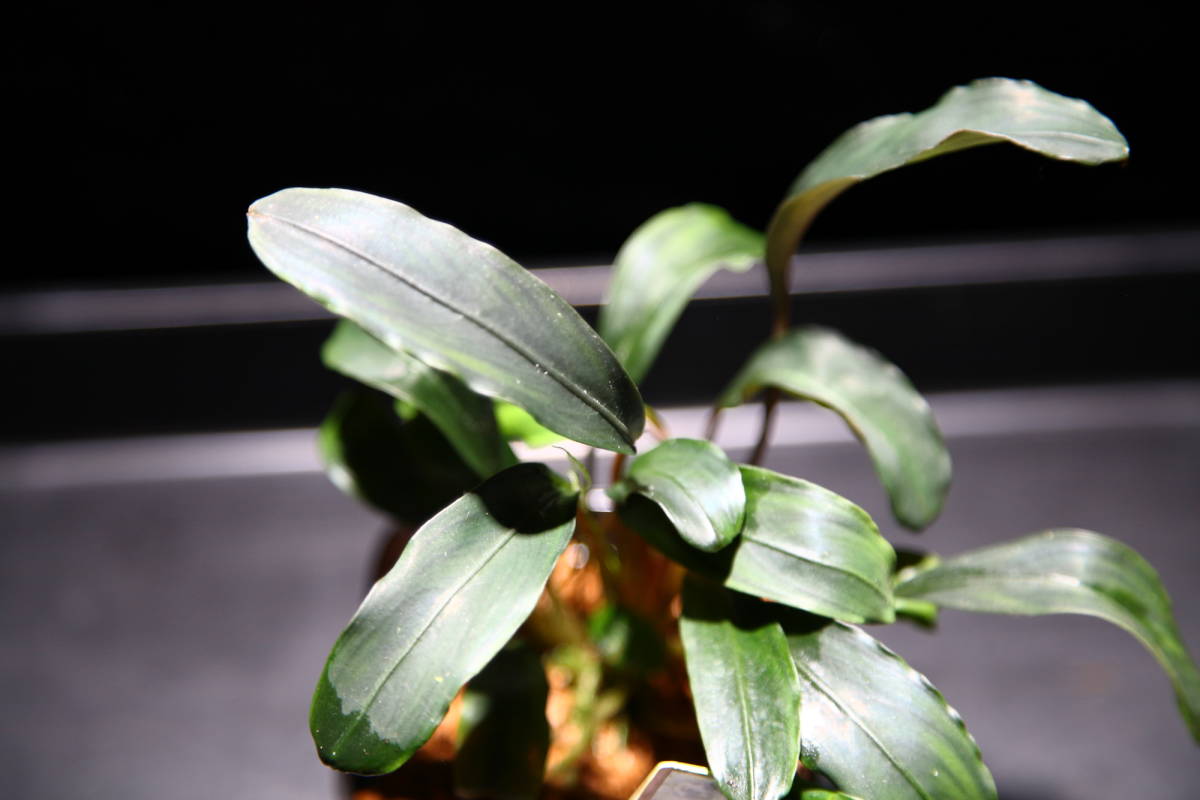 Bucephalandra sp. Air Gunung terjun - Needle Theia sp Culture