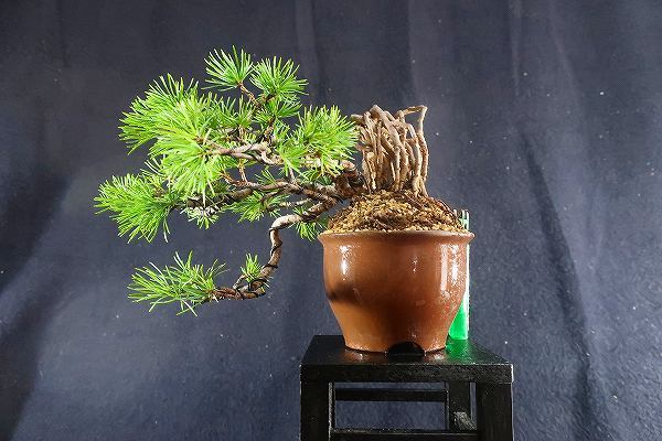 小品盆栽、赤石五葉松、半懸崖作り 盆栽＜小品盆栽、赤石五葉松