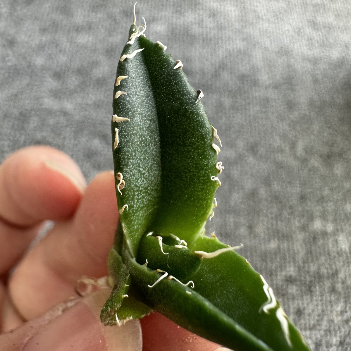 X6【パンダ園芸】アガベ　チタノタ南アフリカダイヤモンド　SAD メリクロン株 発根済み