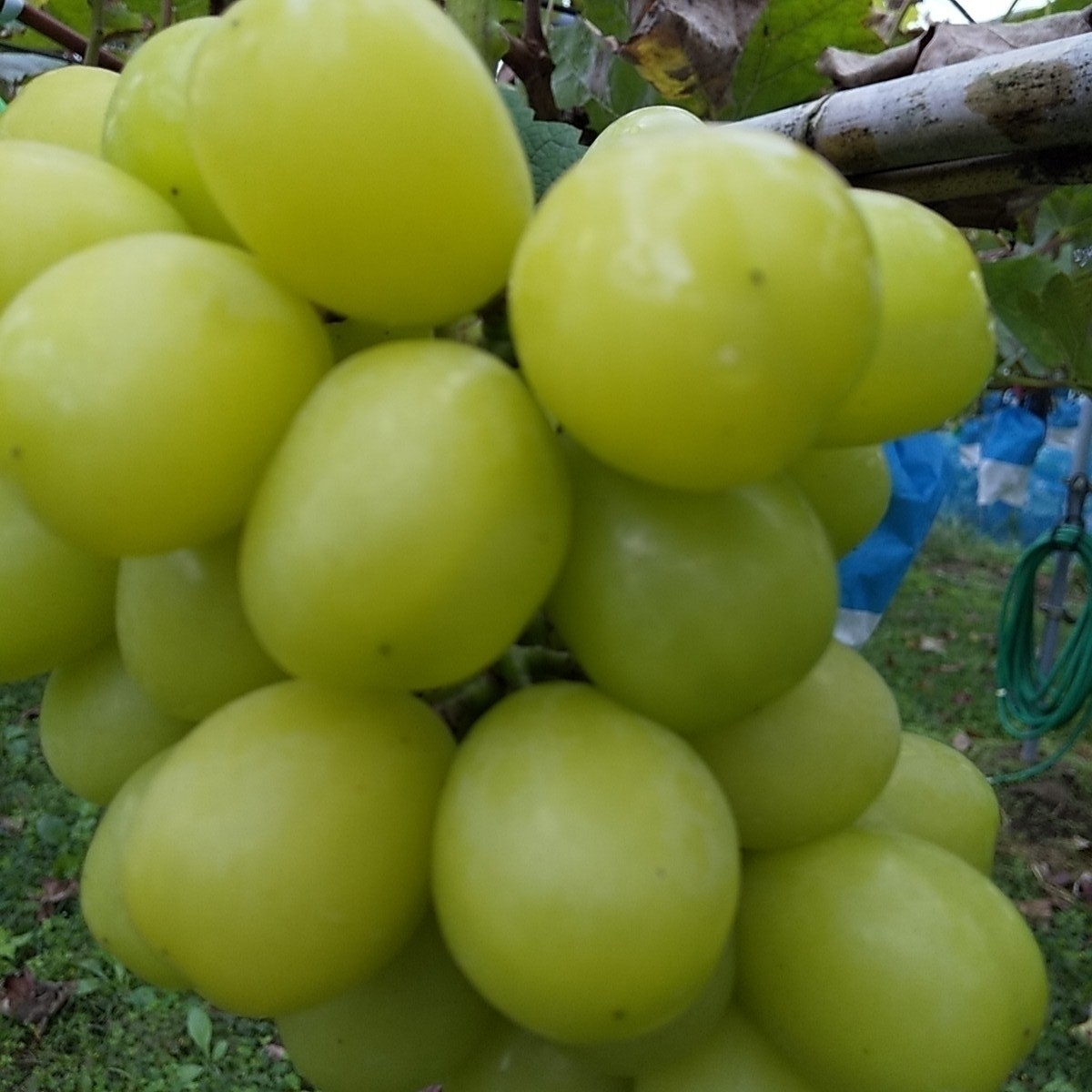 9-甘熟ぶどう　シャインマスカット　約3㎏箱 