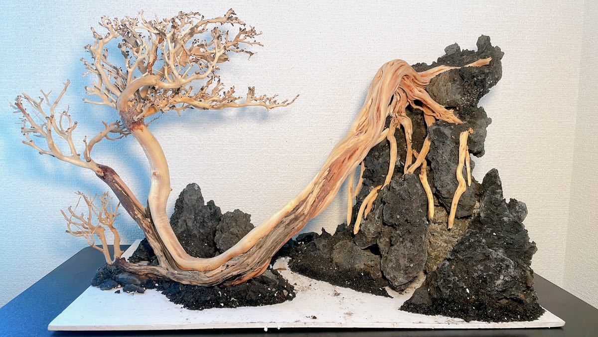 極品・一点物ADAの天然ブランチウッド盆栽流木 （水槽幅90cm以上