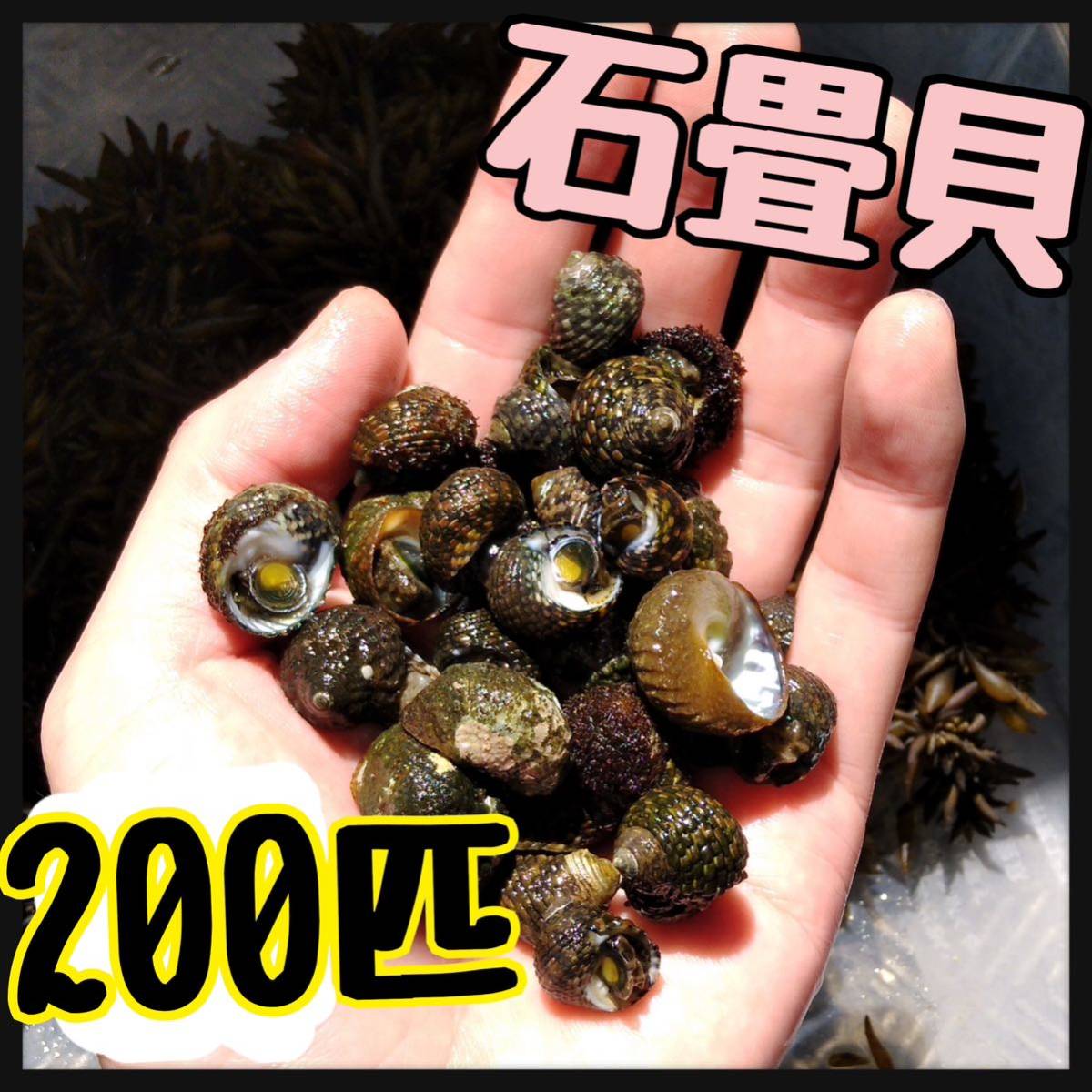 イシダタミガイ 海水貝 200個 イシダタミ 石畳貝 生体 水質浄化 アクア