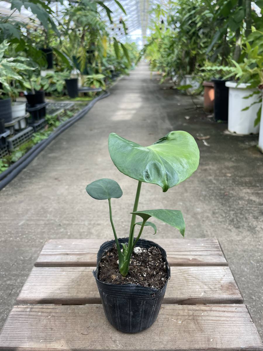 モンステラ・デリシオサ・実生・斑入 ☆ Monstera Deliciosa Variegata
