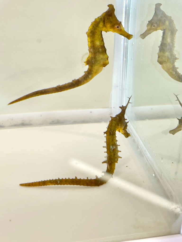 ☆天然☆　タツノオトシゴ　オス＆メス　ペア　２匹セット　海水魚　近海魚 　約4～5センチサイズ