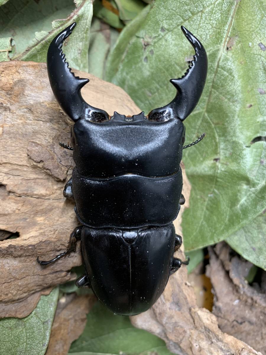 WILD　アチェ　Mt.Bandahara産　 スマトラヒラタ　♂８４．７ミリペア 　インドネシア便　