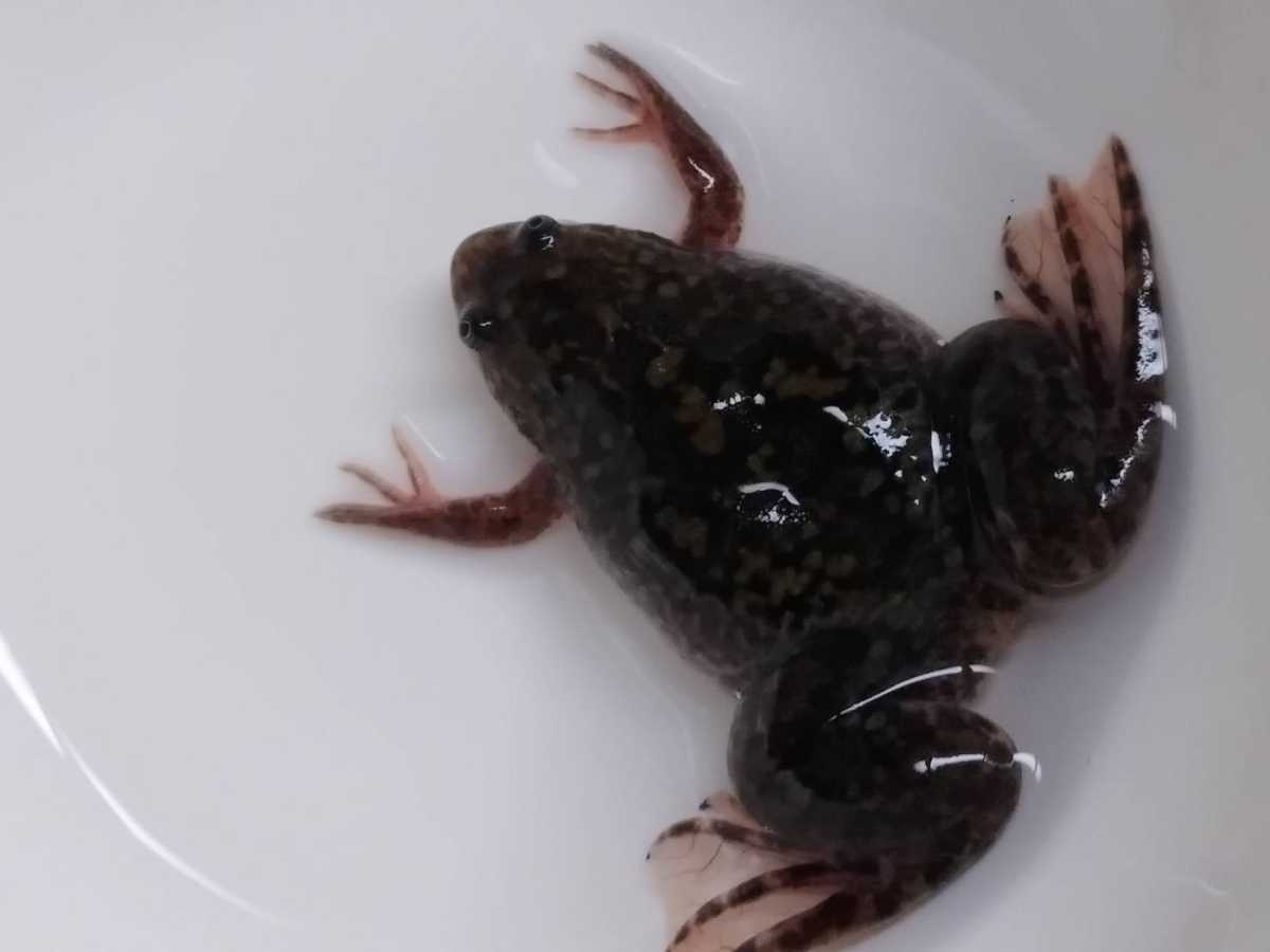 アフリカツメガエル　Mサイズ　200匹