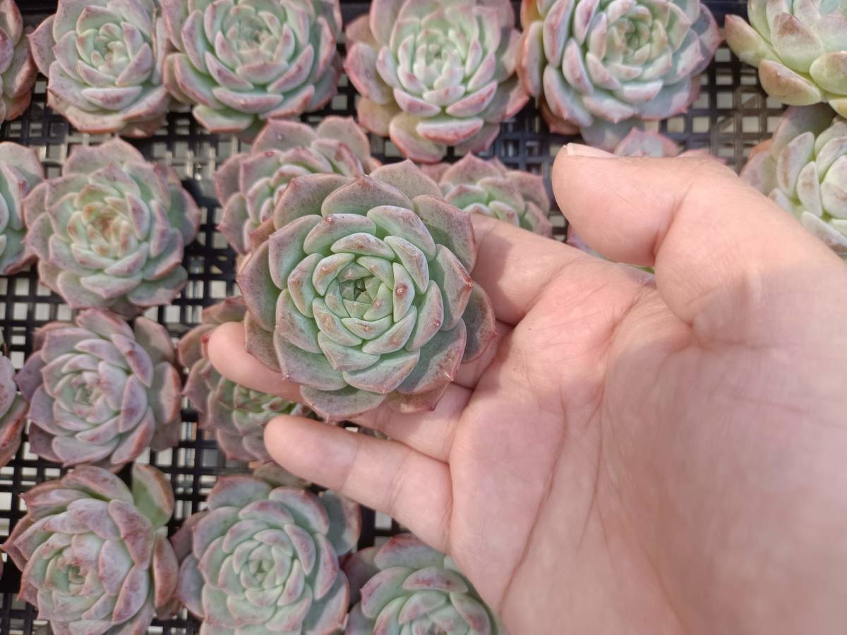 1010-fw006 レッドドール30個 ☆多肉植物　エケベリア　韓国　　10/13発送