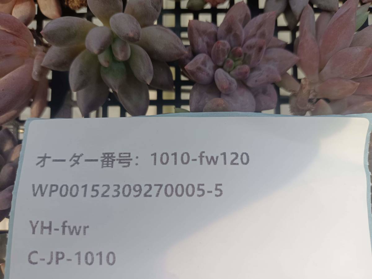 1010-fw120 エンジェルスフィンガー30個 ☆多肉植物 エケベリア 韓国
