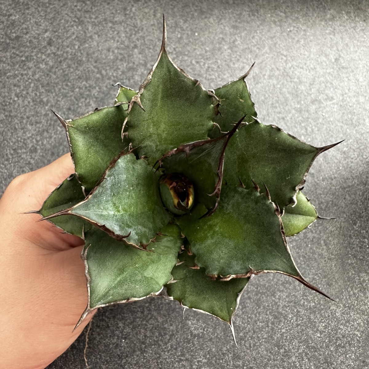 A22 【パンダ園芸】【AGAVE TITANOTA FO-076】 アガベチタノタ 宝珠 中