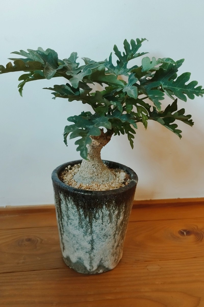 アデニア メタモルファ(旧ペリエリ)Adenia metamorpha Toky鉢付き