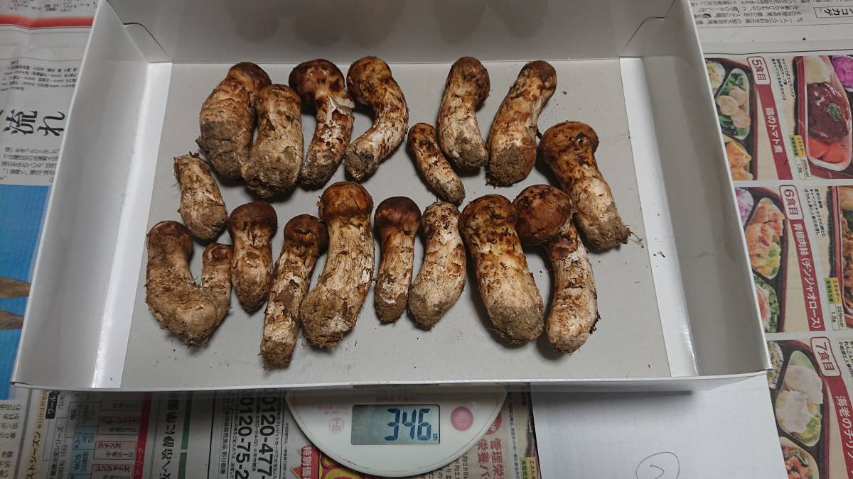 国産 松茸 346g 岩手県産 ② 【公式通販】
