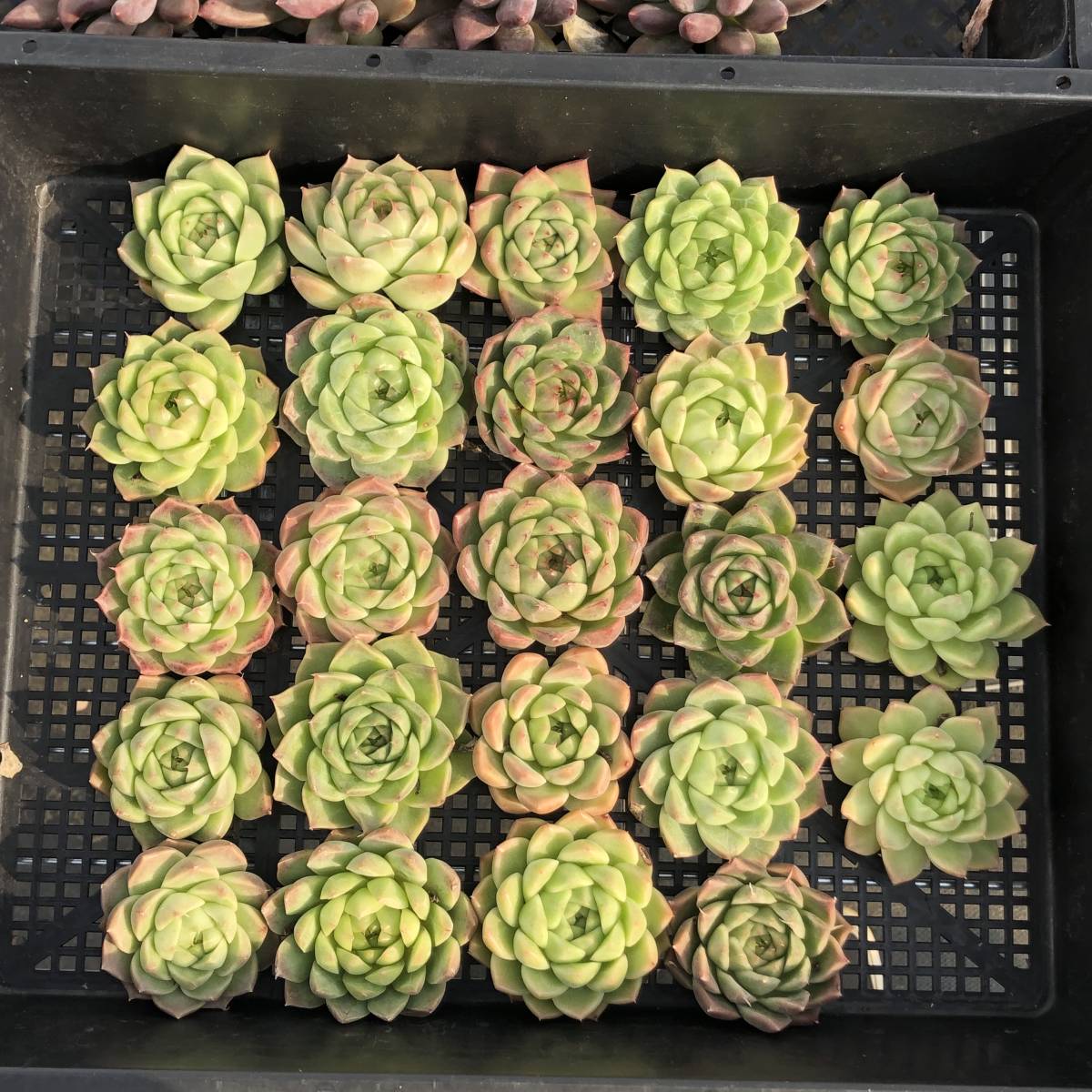 多肉植物24個 1010-D094 リーフレタス エケベリア カット苗