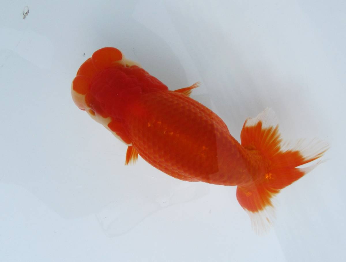 【天明らんちゅう】■■■厳選本命魚■■■特選魚■　当歳　太い　止めの綺麗な　尾形のいい　大会用　■ひ3