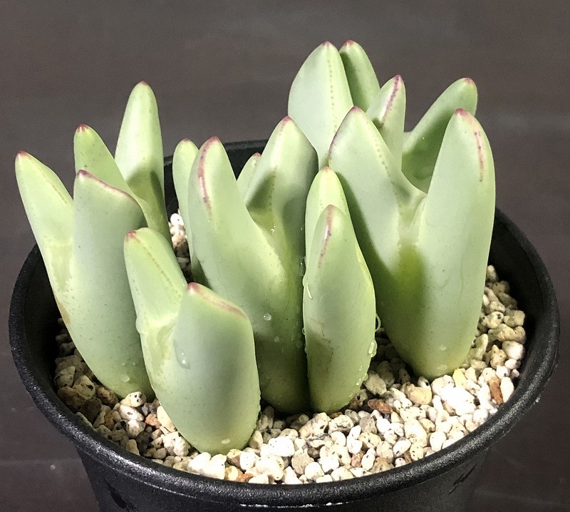 赫将 コノフィツム Conophytum 多肉植物 ご覧頂き 【公式通販】