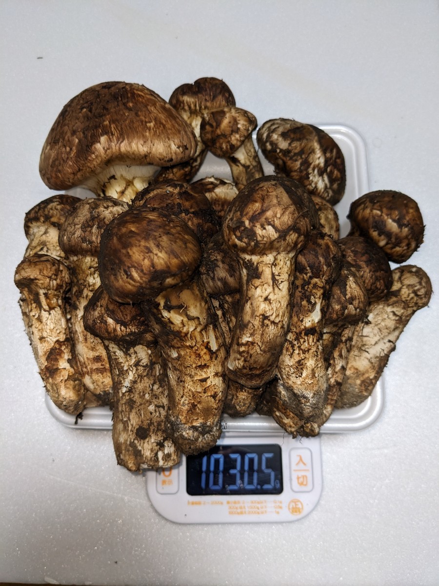1030グラム　松茸　マツタケ　岩手県産　10月10