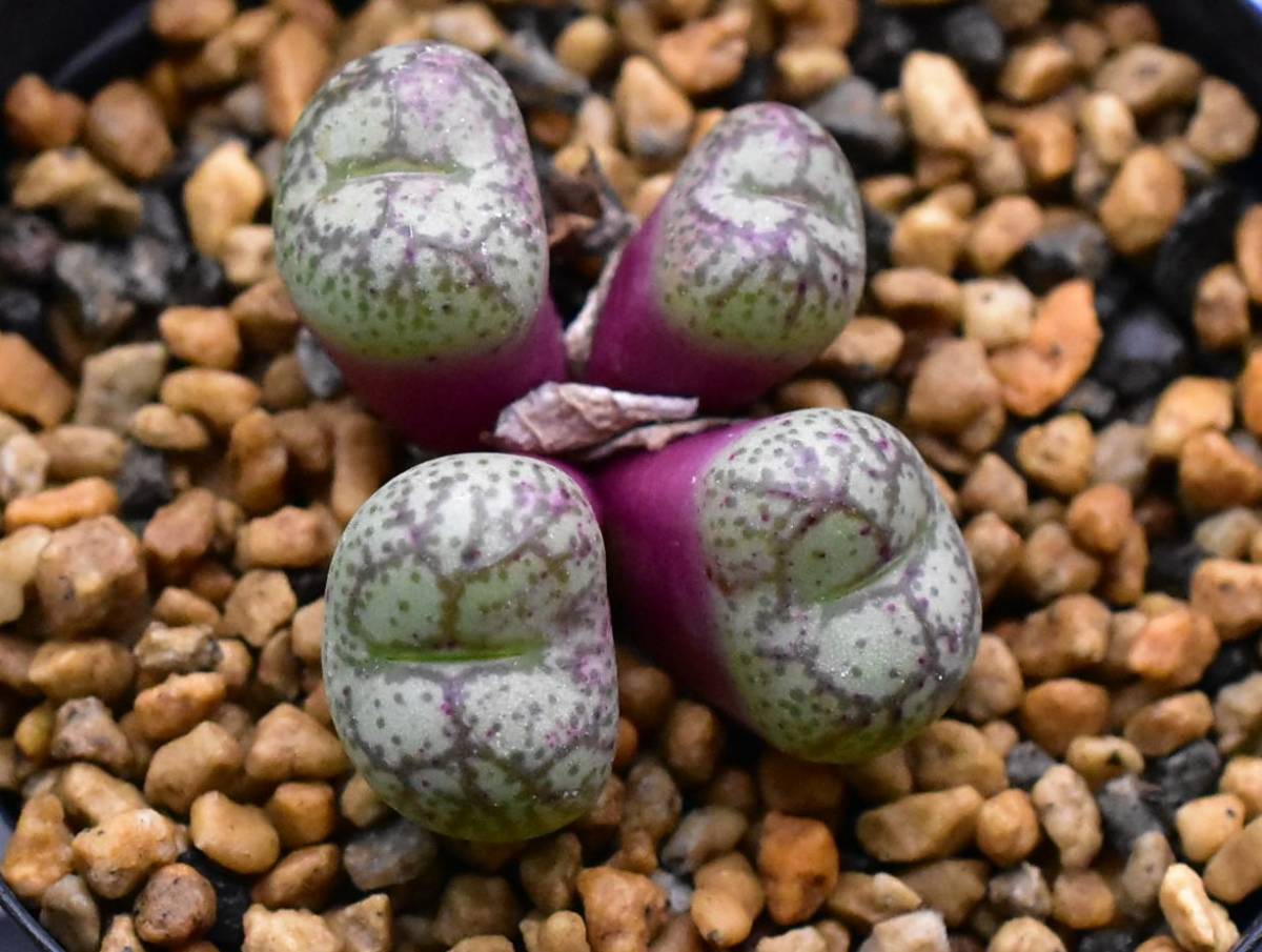 コノフィツム Conophytum ficiforme 白花 フィシフォルメ 【公式通販】