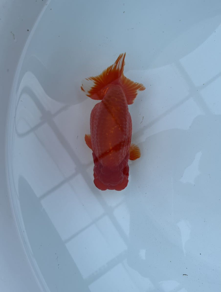 ◆昆蘭◆★二歳魚★16cm★雄★昨年地方大会当歳獲得魚★9月15日(日曜日)発送限定②