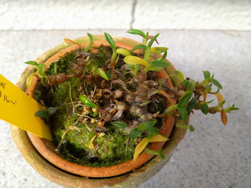 洋蘭　デンドロ原種　Den.parvulum ‘Violet Blue’(OG)　大株です　現在花はありません