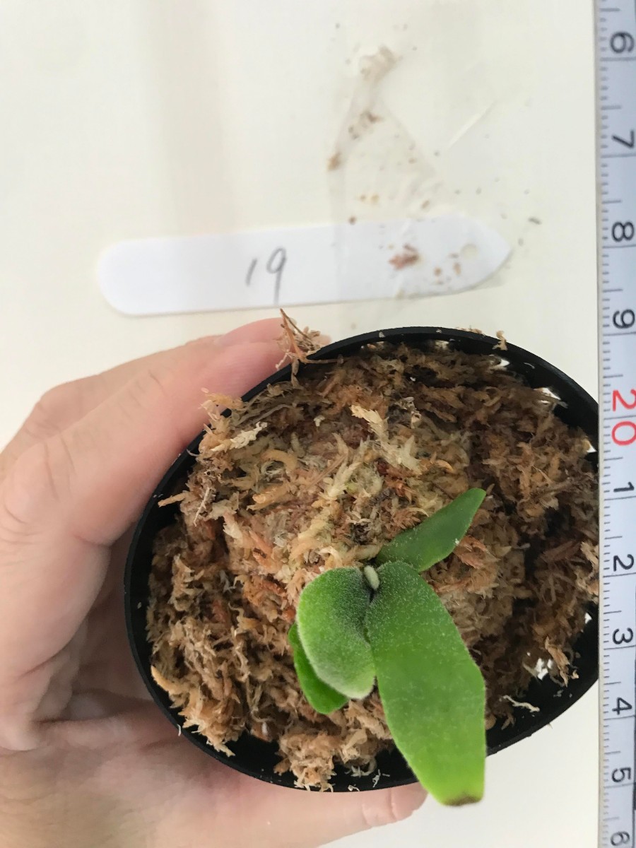 19.P.willinckii bacteria sporeling ビカクシダ ウィリンキー 19.P.willinckii bacteria sporeling ビカクシダ ウィリンキー