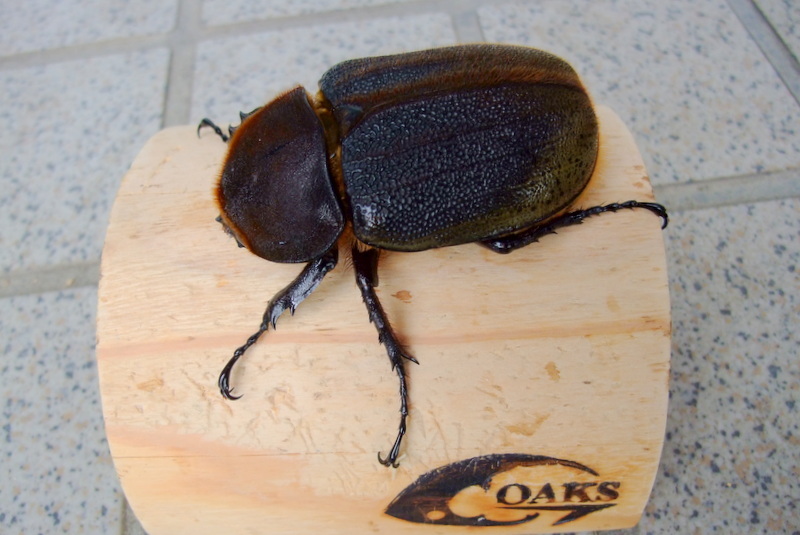 ◆OAKS　DH・ヘラクレス オオカブト　♀単◆No.2　