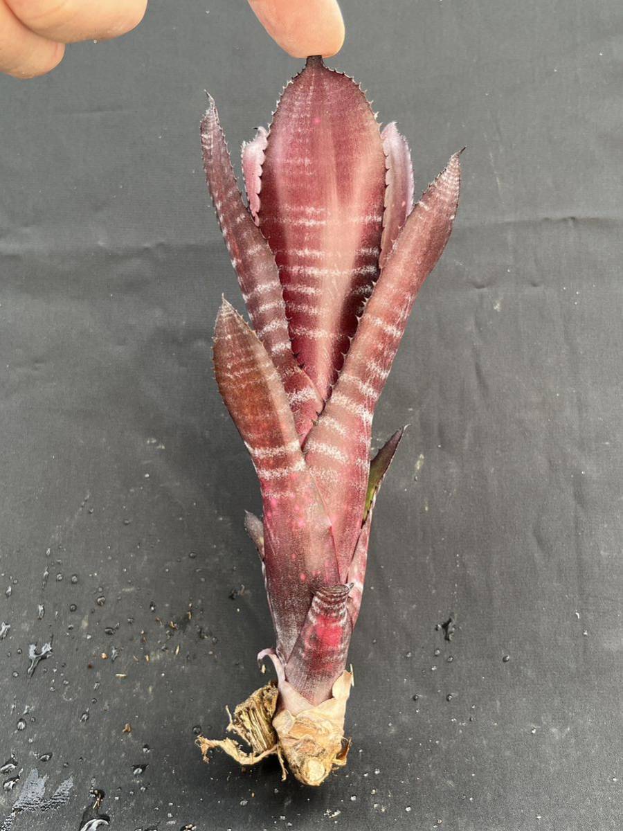 Billbergia Grand Pink 子株付き ビルベルギア 子株付き ビルベルギア