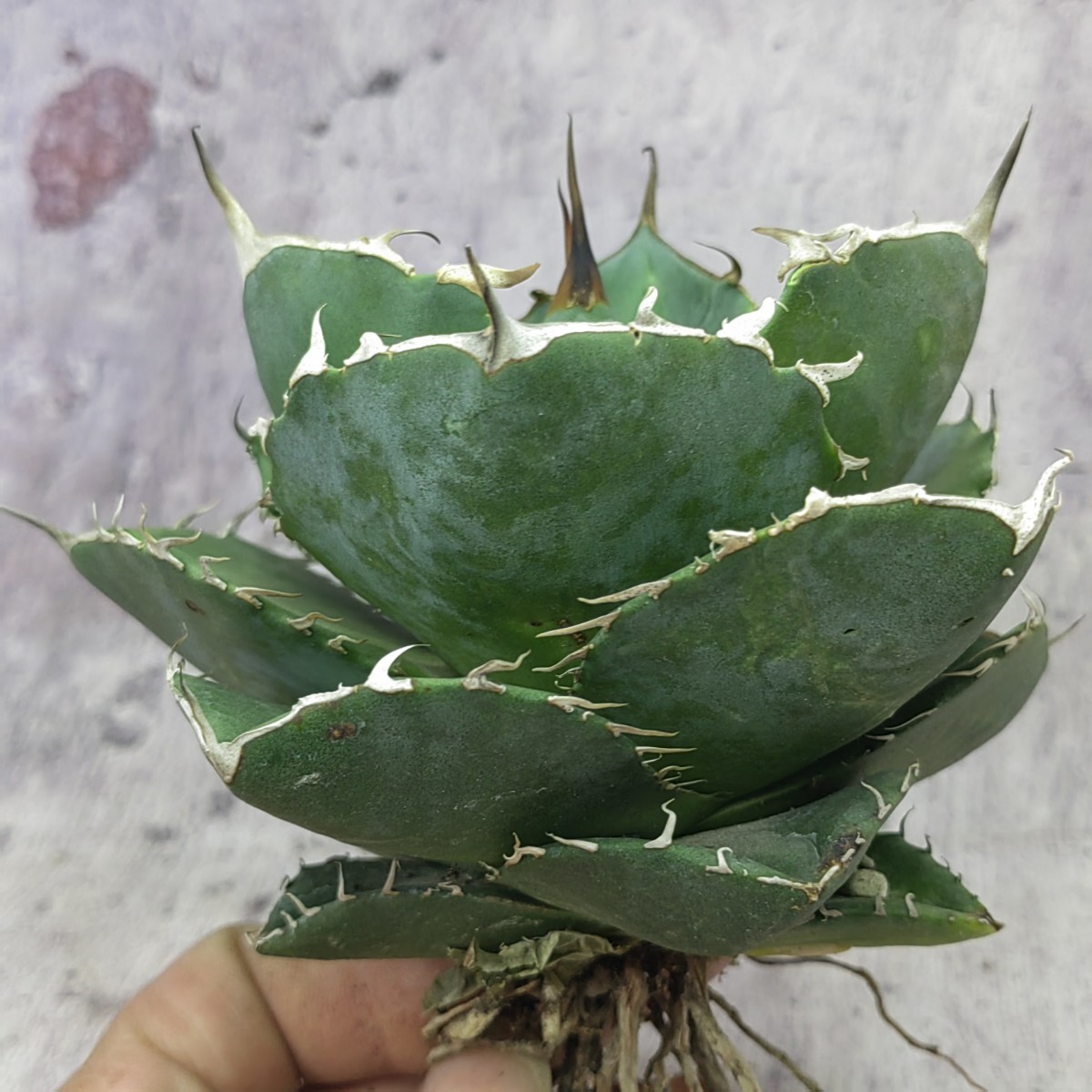 【特選】アガベ　柊月　ジャガーノート×FO76 大株】柊月-ジャガーノート×FO076 HYB- アガベ チタノタ オテロイ