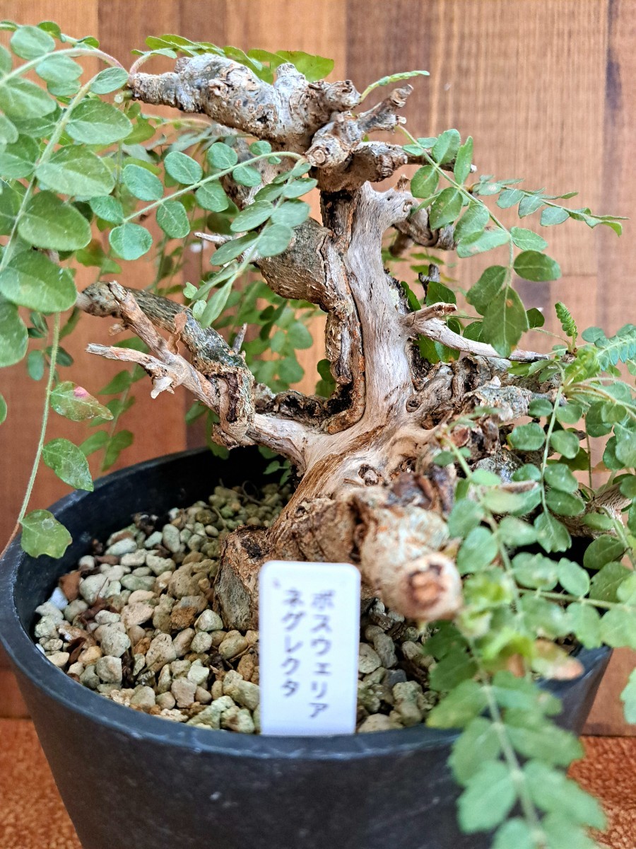 ボスウェリア ネグレクタ 神 舎利 珍株 観葉植物 花、園芸 観葉植物