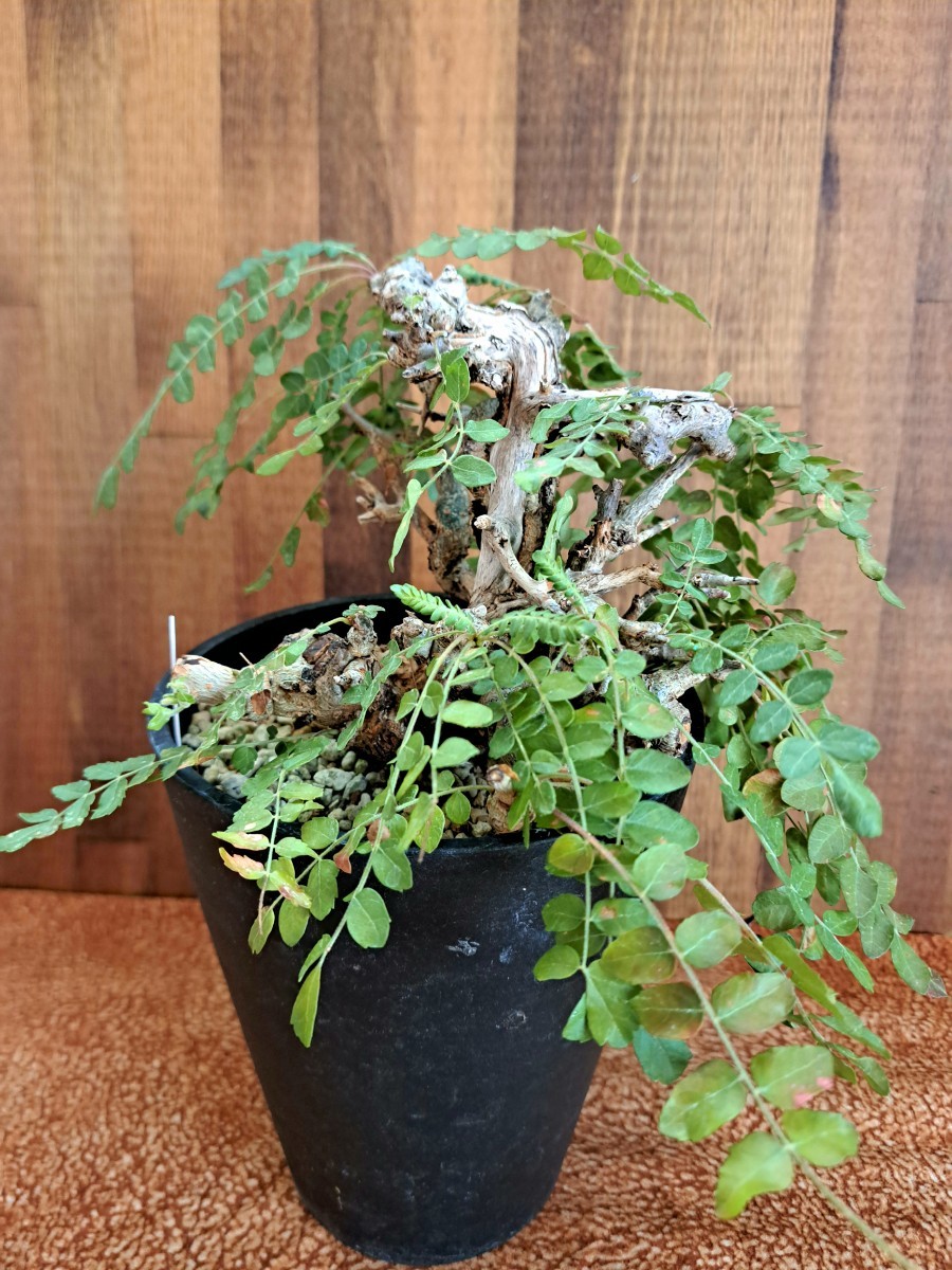 ボスウェリア ネグレクタ 神 舎利 珍株 観葉植物 花、園芸 観葉植物