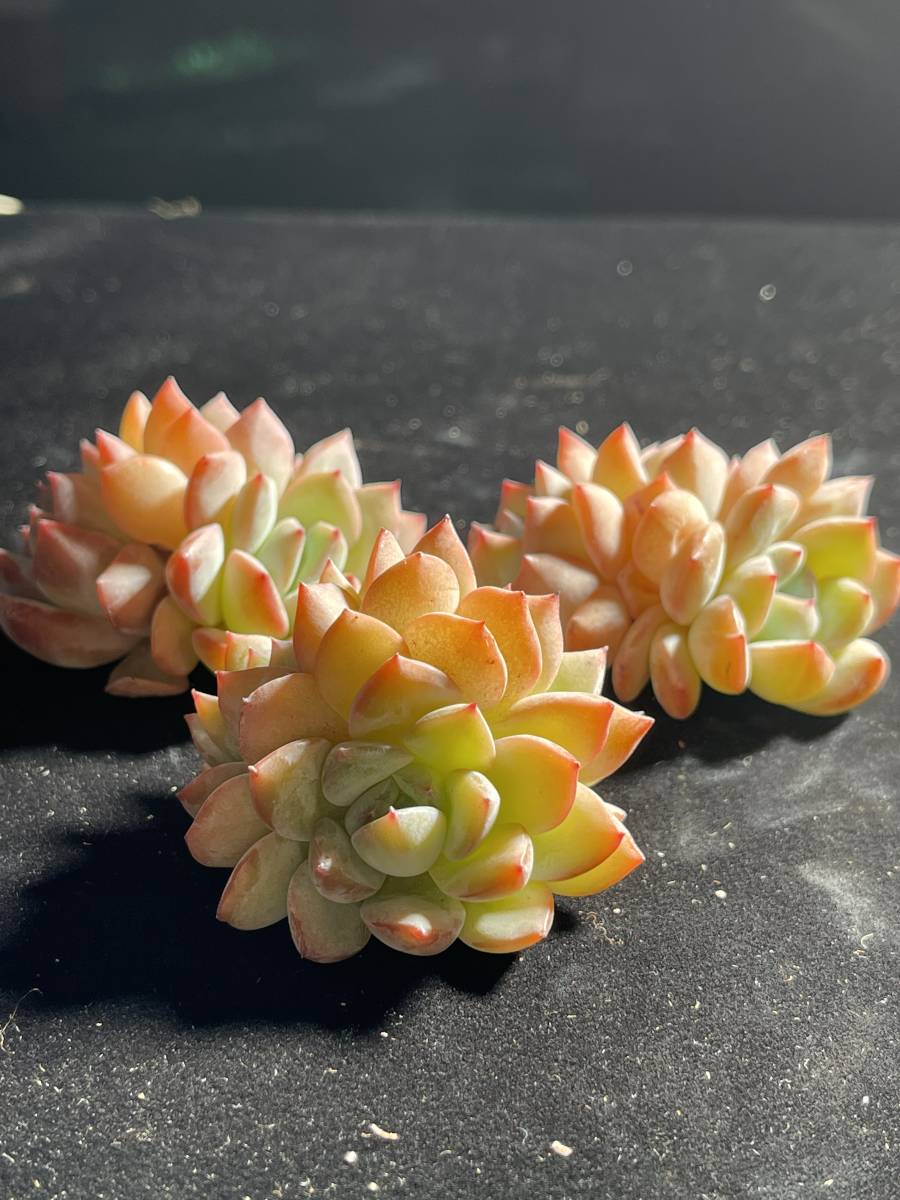 E94 多肉植物 エケベリア 15株プラダ 超美苗 サボテン 観葉植物 花