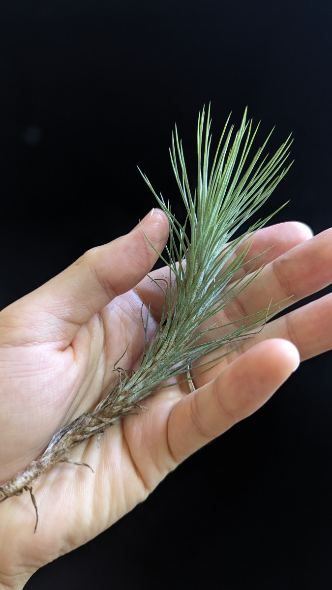 Tillandsia funckiana from Tropiflora エアープランツ ティランジア