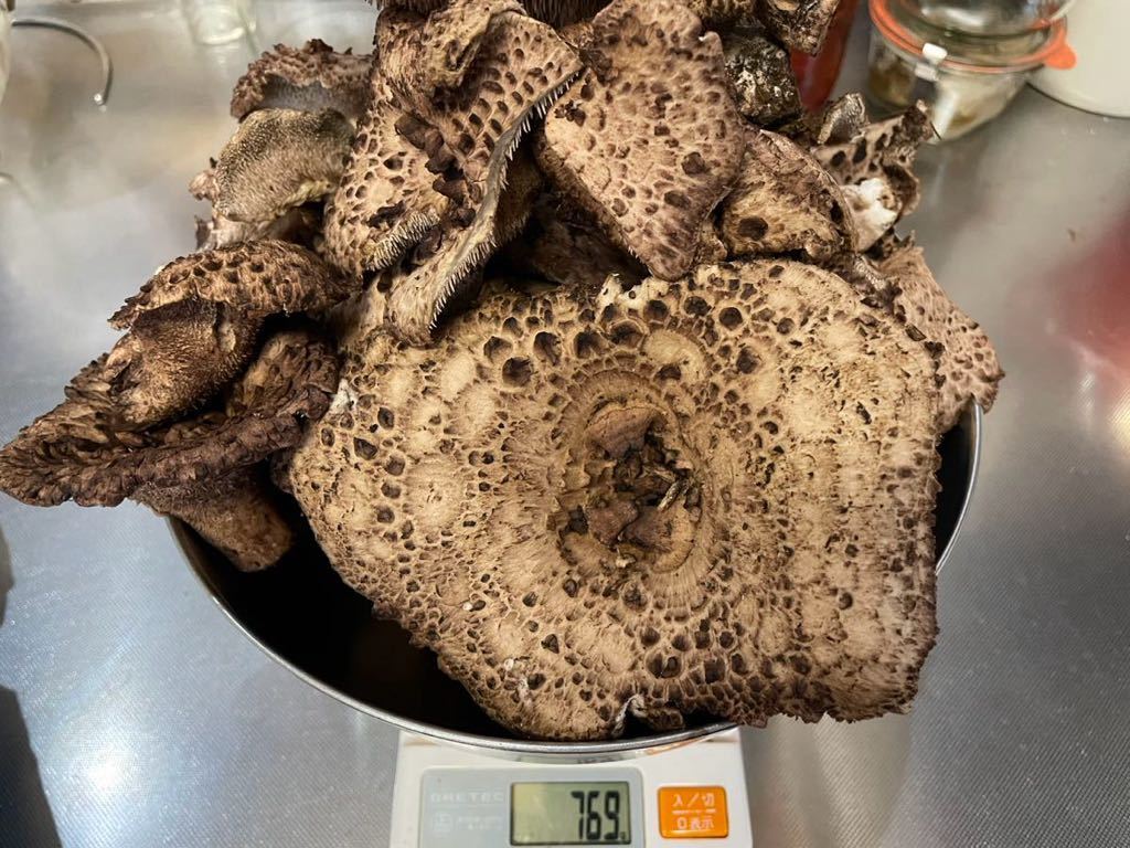 香茸 コウタケ 天然香茸 1.6kg 20(月)昼採れ 魚ココロあれ コウタケ