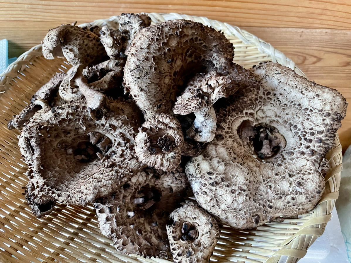 香茸 コウタケ 天然香茸 1.6kg 20(月)昼採れ 魚ココロあれ コウタケ