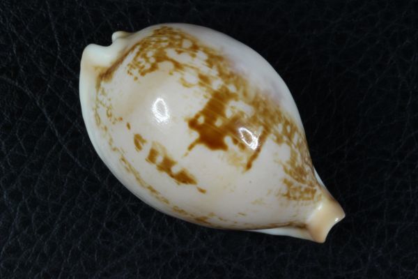 ゴウシュウオトメダカラ タカラガイ 宝貝 貝標本 貝殻 超希少