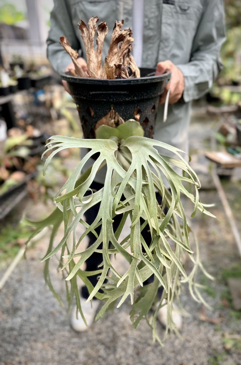 P. willinckii 'Blue Queen' (original pup) ウィリンキー【vandaka