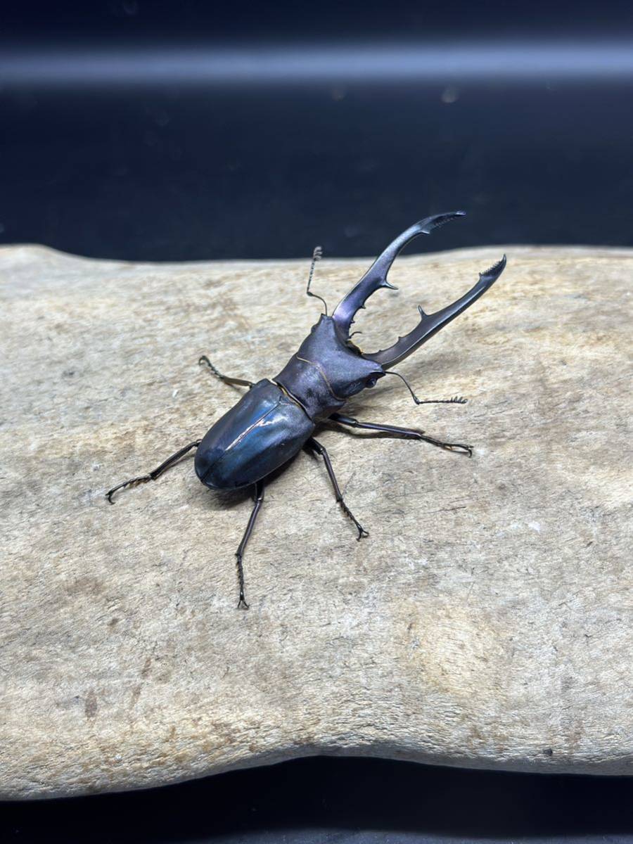 1♂2♀ メタリフェルホソクワガタ　ブルー、パープル系　新成虫