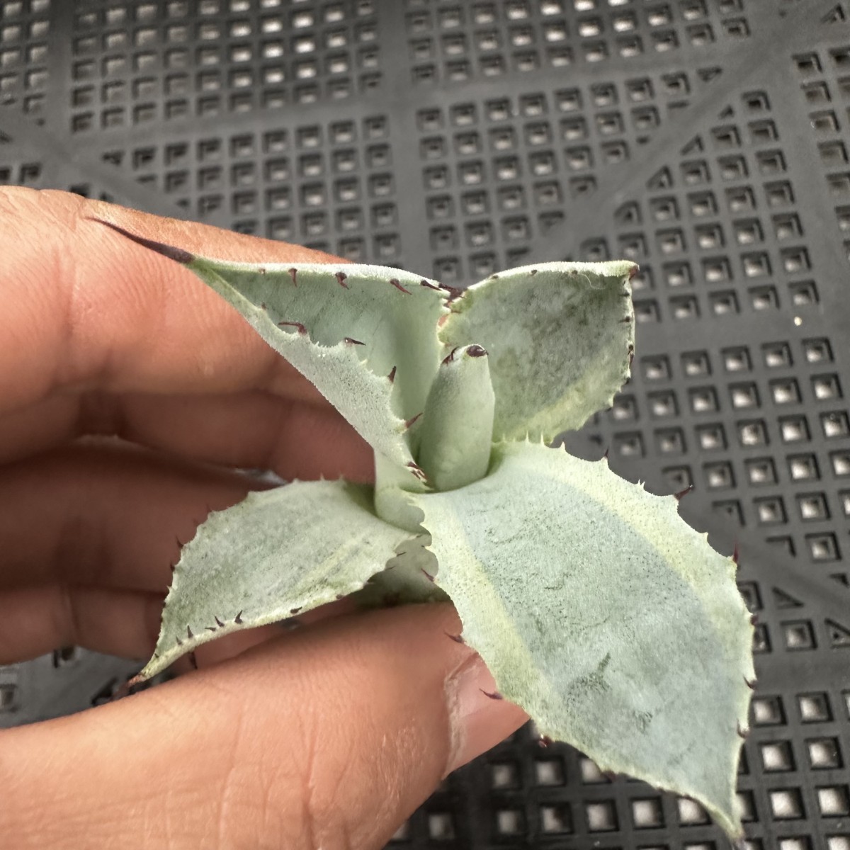 アガベ オバティフォリア キラー 10⁄5撮影☆未発根☆ 19D アガベ