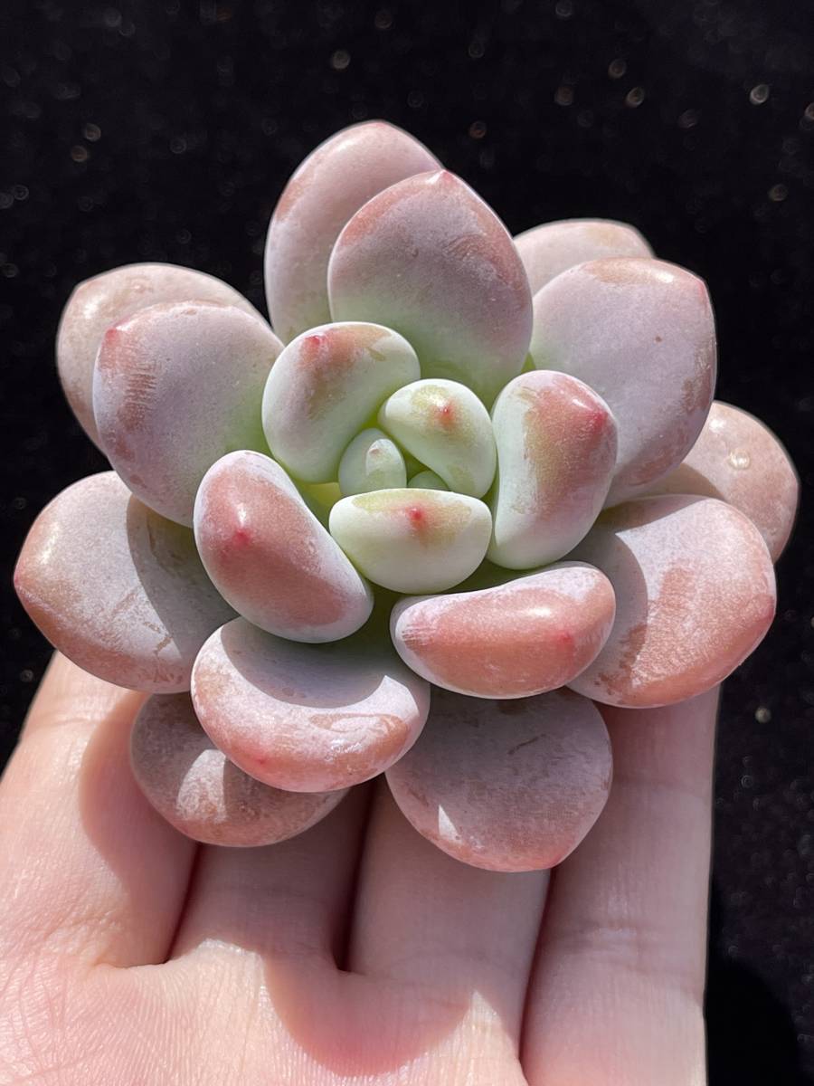 20株 J126-2 多肉植物 エケベリア ローシン 超美苗 サボテン 観葉植物 花 園芸　レア種