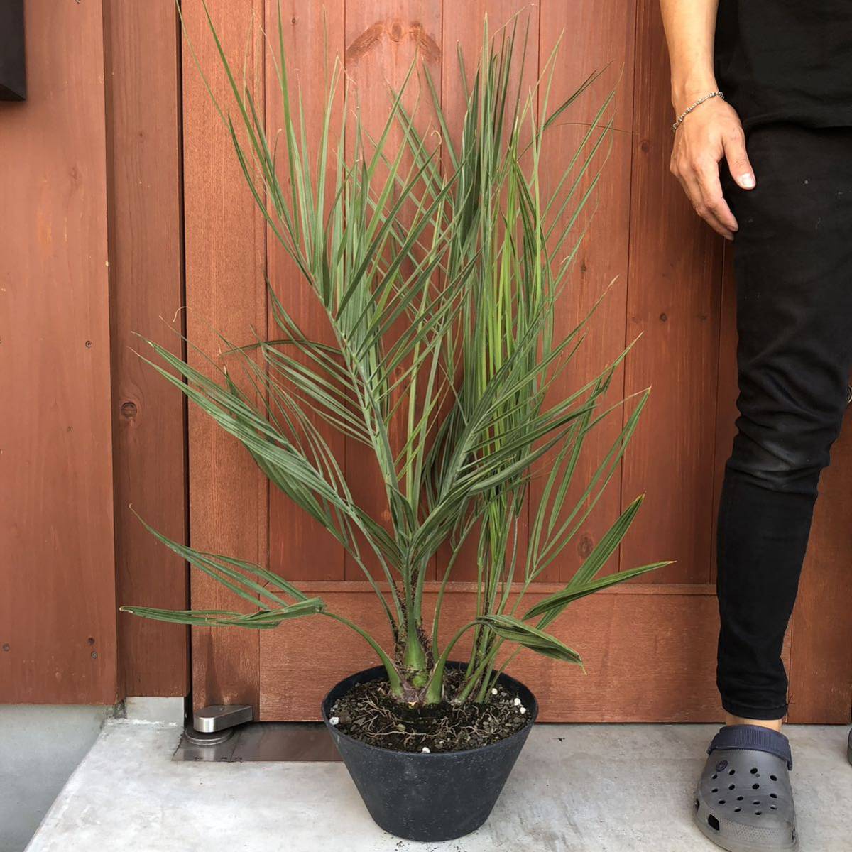 Yahoo!オークション - ココスヤシ 9号鉢 ダブルヘッド 2株 これから