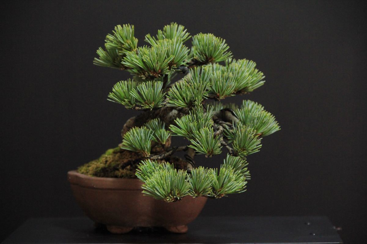 盆栽　宝来　五葉松 吾妻五葉松「宝来」 | Vintage Bonsai 〜盆栽＆北欧ヴィンテージ