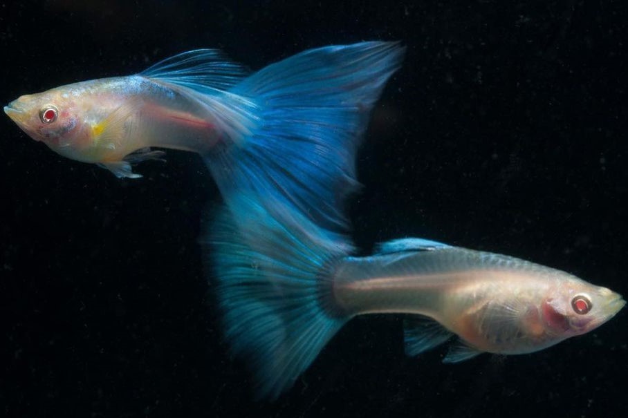 アクアマリン・グッピー ２ペア [オス２匹:メス２匹]