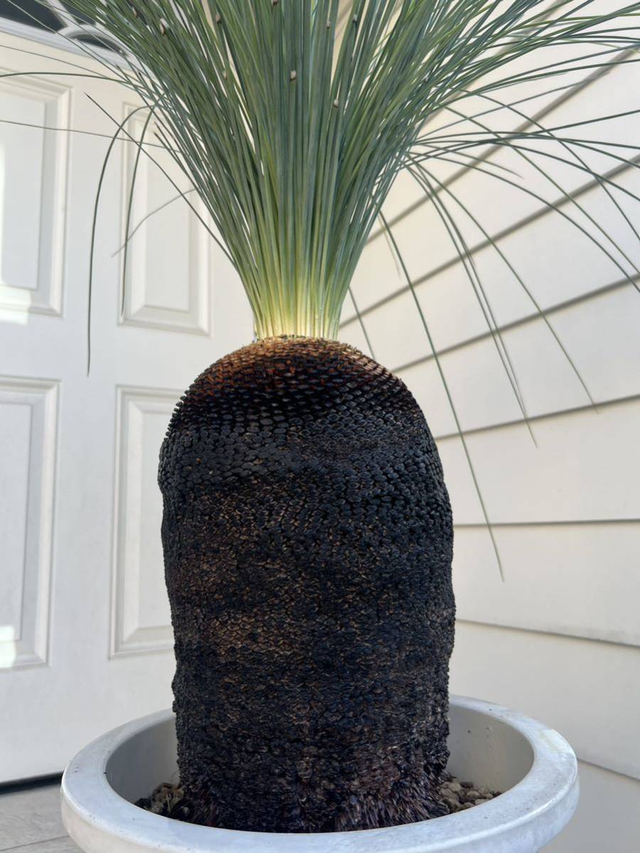 クサントロエア グラウカ ブラックボーイ グラスツリー(観葉植物