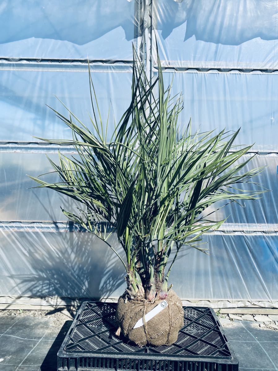 ②ココスヤシ 極太3頭株！ 検)ドライガーデン 観葉植物 塊根植物 ガーデニング アガベ ユッカ 南国 メキシコ 美株 大人気品種 耐寒性抜群