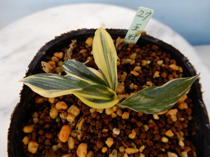 ★ネジバナ　ＮＯ27「王冠」派手柄大覆輪　三重県産　★　珍品・山野草・斑入り・野生蘭・小町蘭