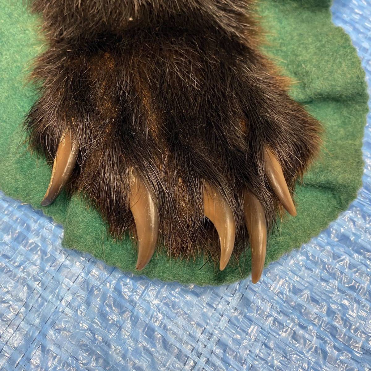 ヒグマ 熊 黒毛 剥製 毛皮 絨毯 AR1207 熊 毛皮 絨毯 剥製 ラグ マット