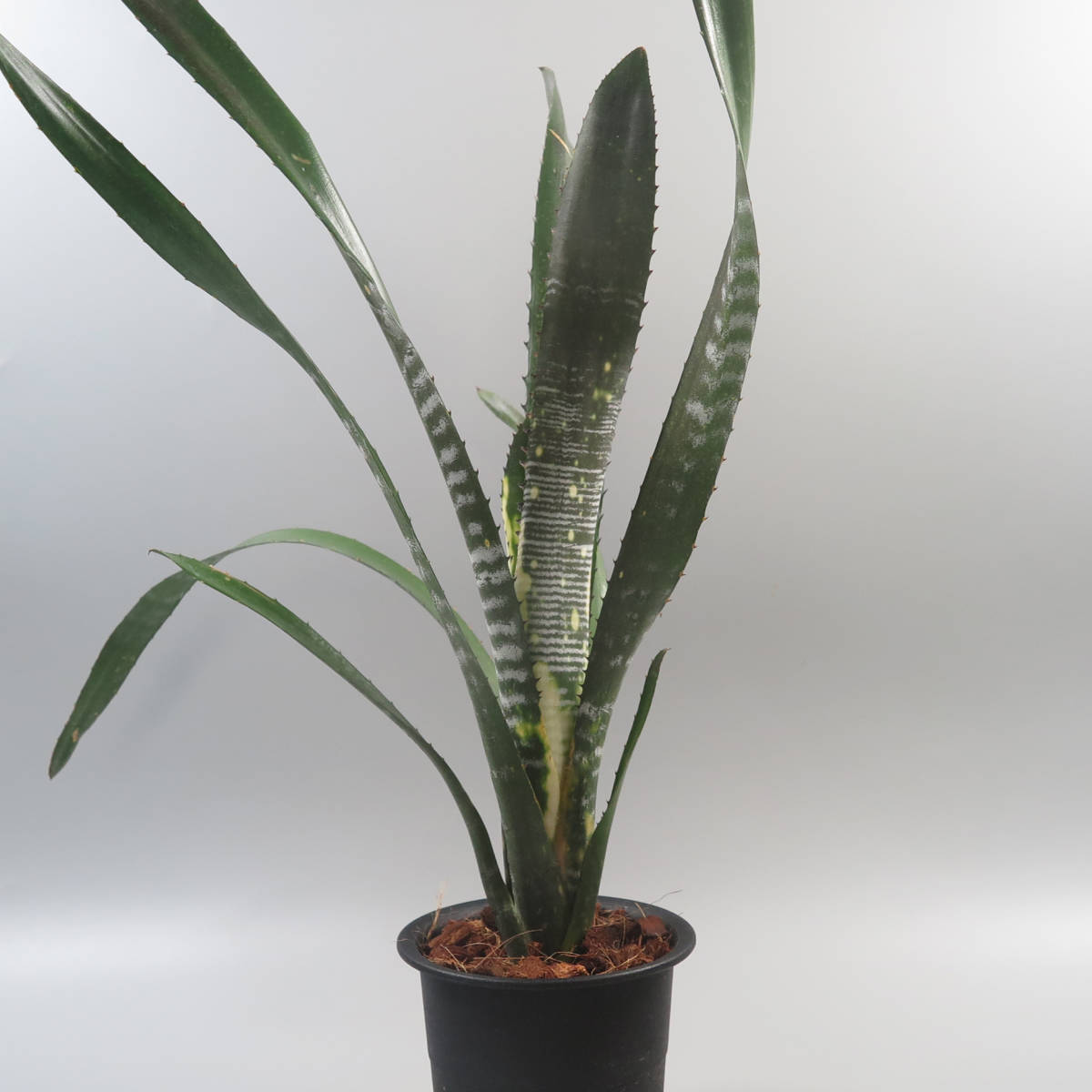 Sale !!! ★☆ ビルベルギア ☆ Billbergia Domingos Martins ★ タンクブロメリア