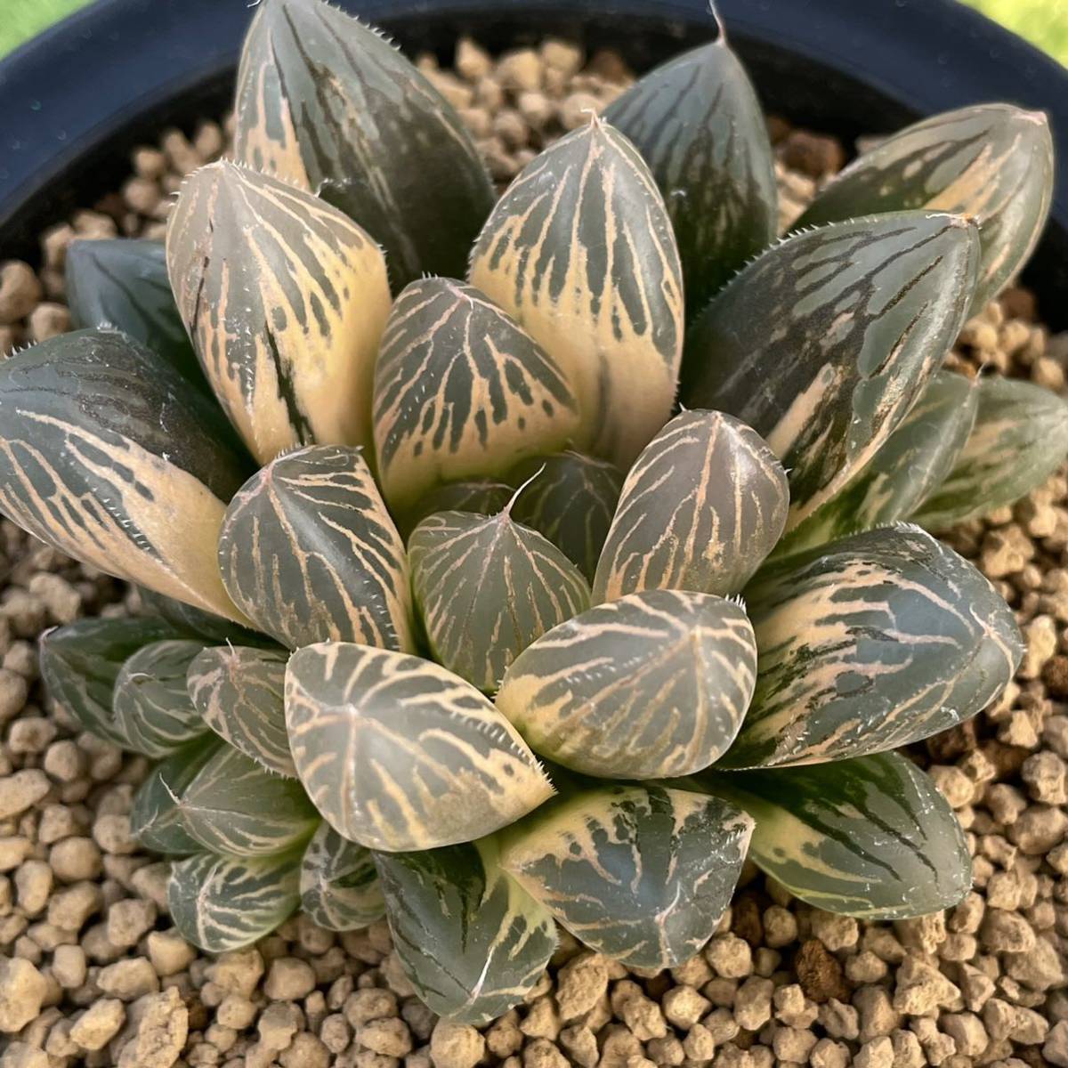 ハオルチア 多肉植物 オブツーサ錦 糊斑 | - 臙脂(えんじ) ハオルシア