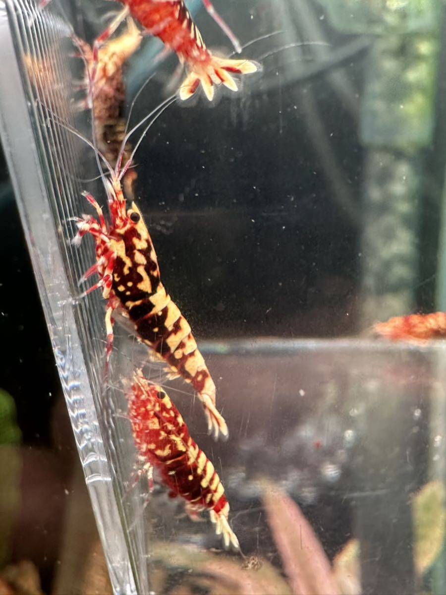 渚shrimp RED GALAXY 6匹